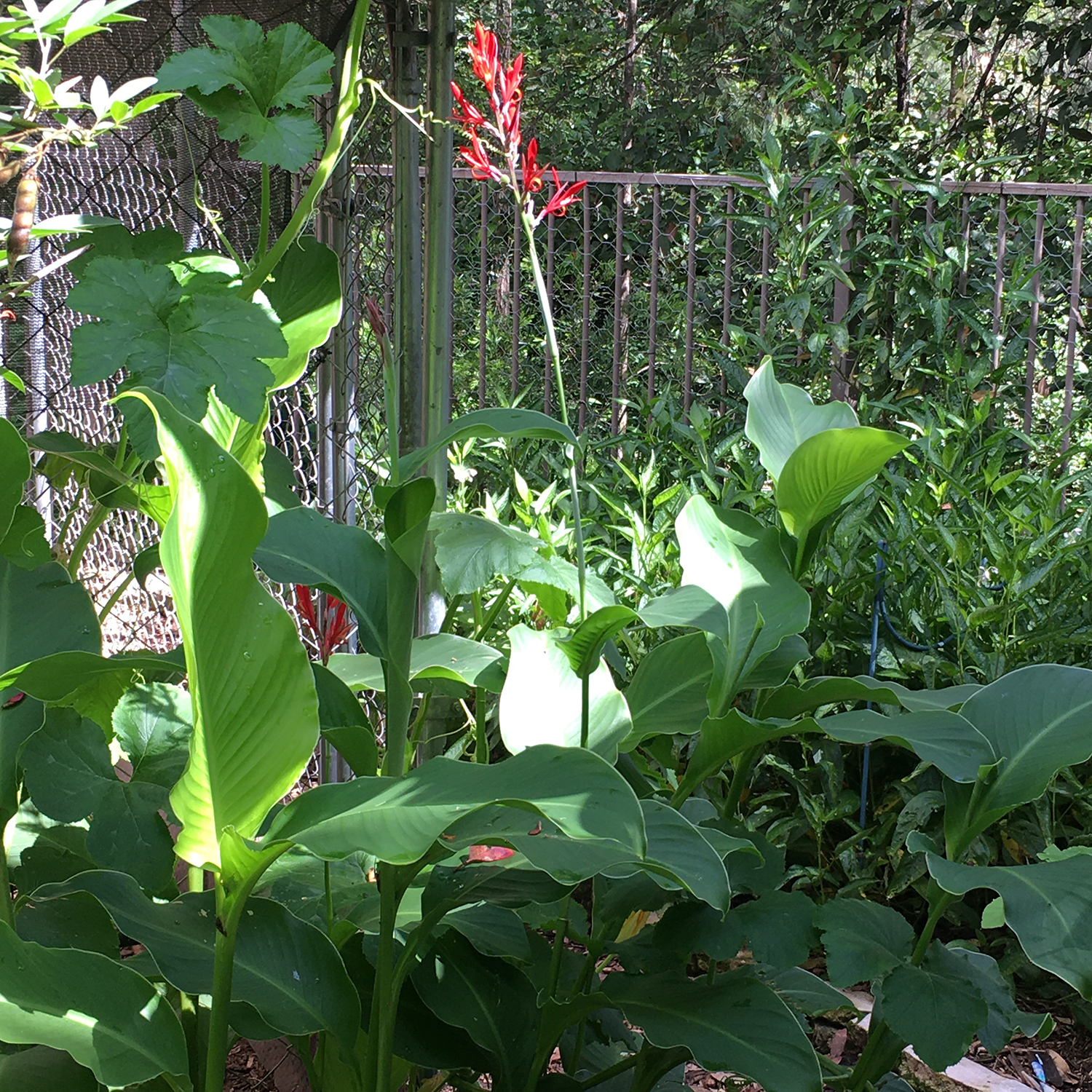 canna red flowering 1 (byass)