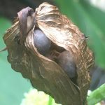 canna coccinea seed pod 1 (byass)