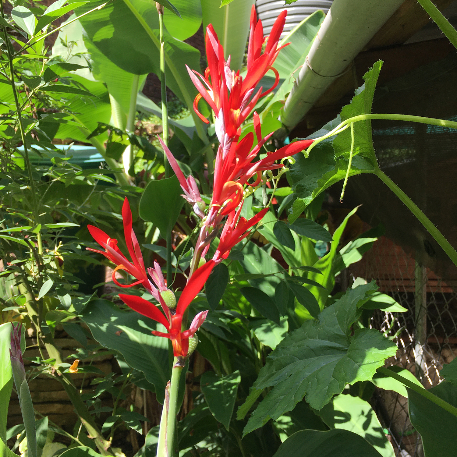 canna red flowering (byass)