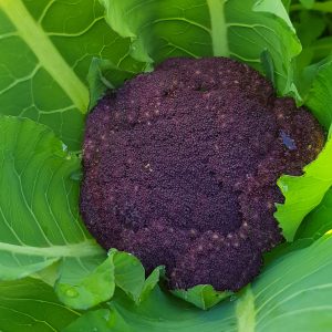 Cauliflower 'Purple Sicily'