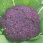 cauliflower purple sciliy 2 (penny)