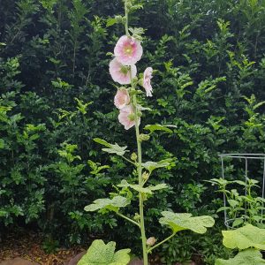 Hollyhock, pink and cream flowers