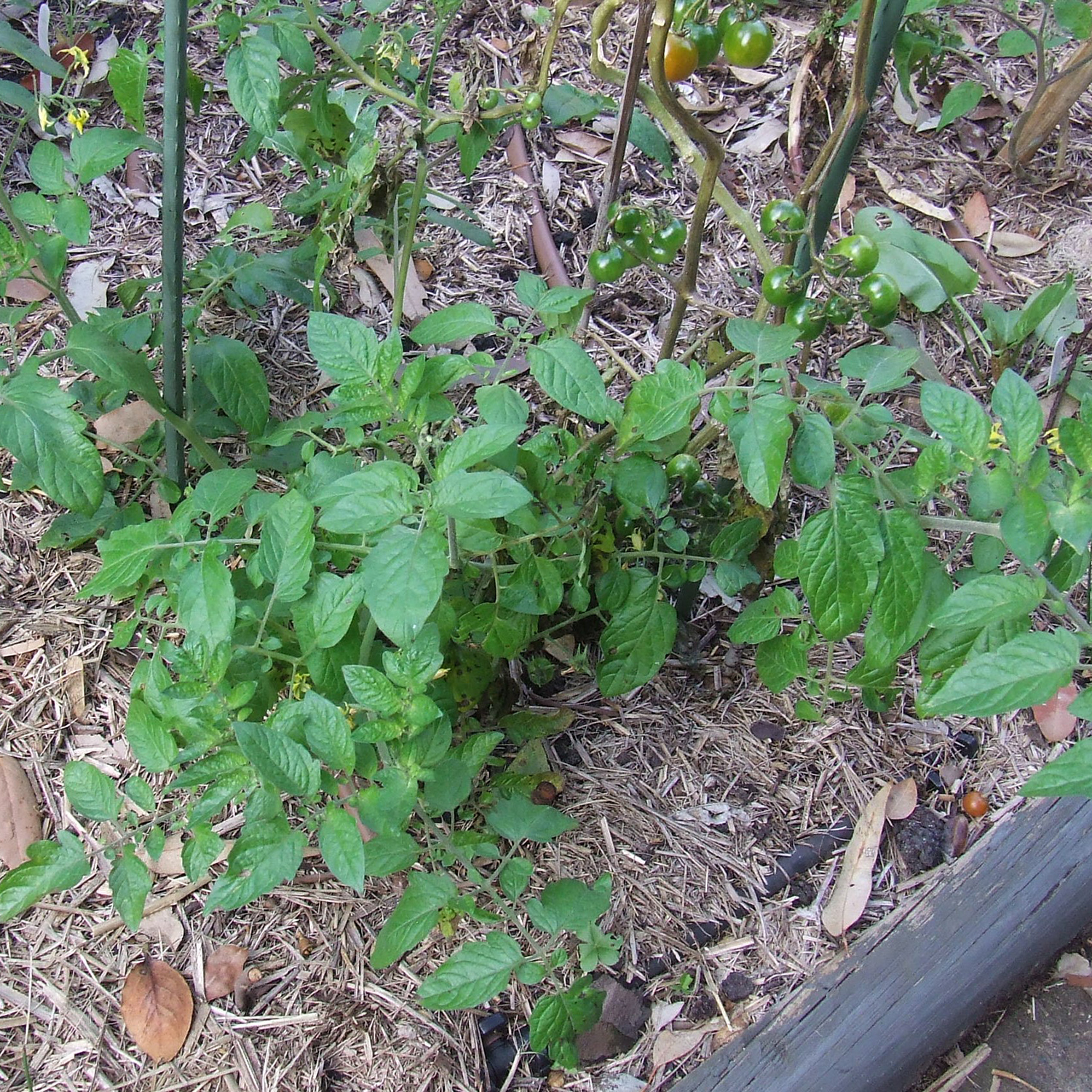 tomato potato leaf (byass)