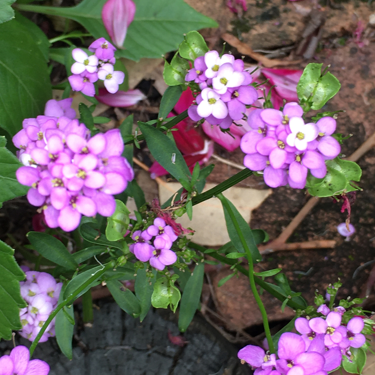 candytuft dwarf fairy flowers 2 (byass)