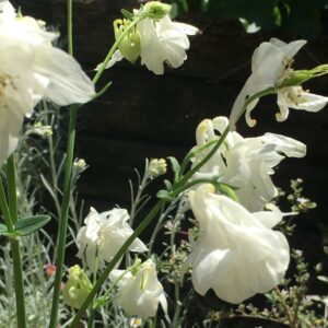 Aquilegia, white flowered