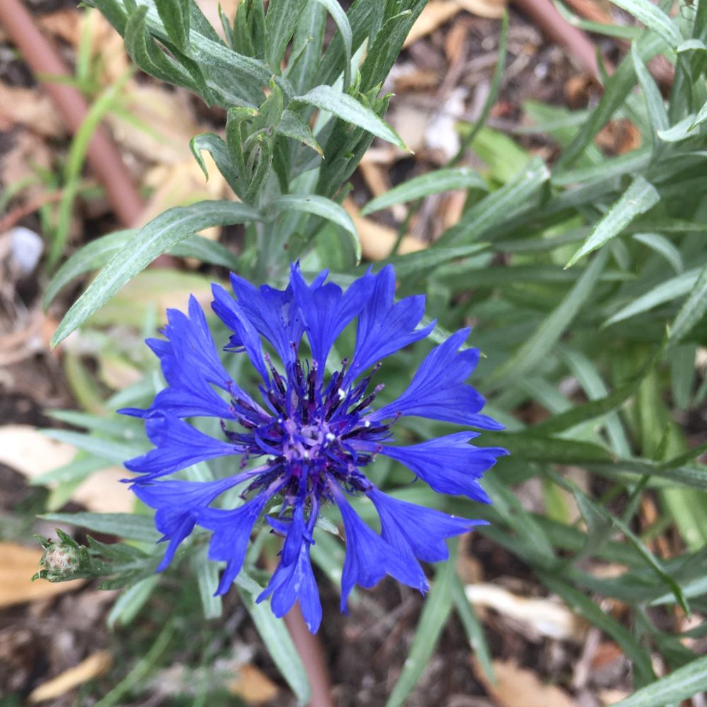 cornflower dwarf blue (lb)