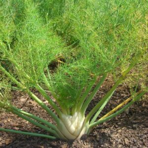 Fennel 'Florence'