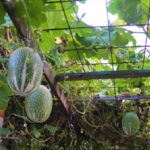 fig leaf gourd (annette)