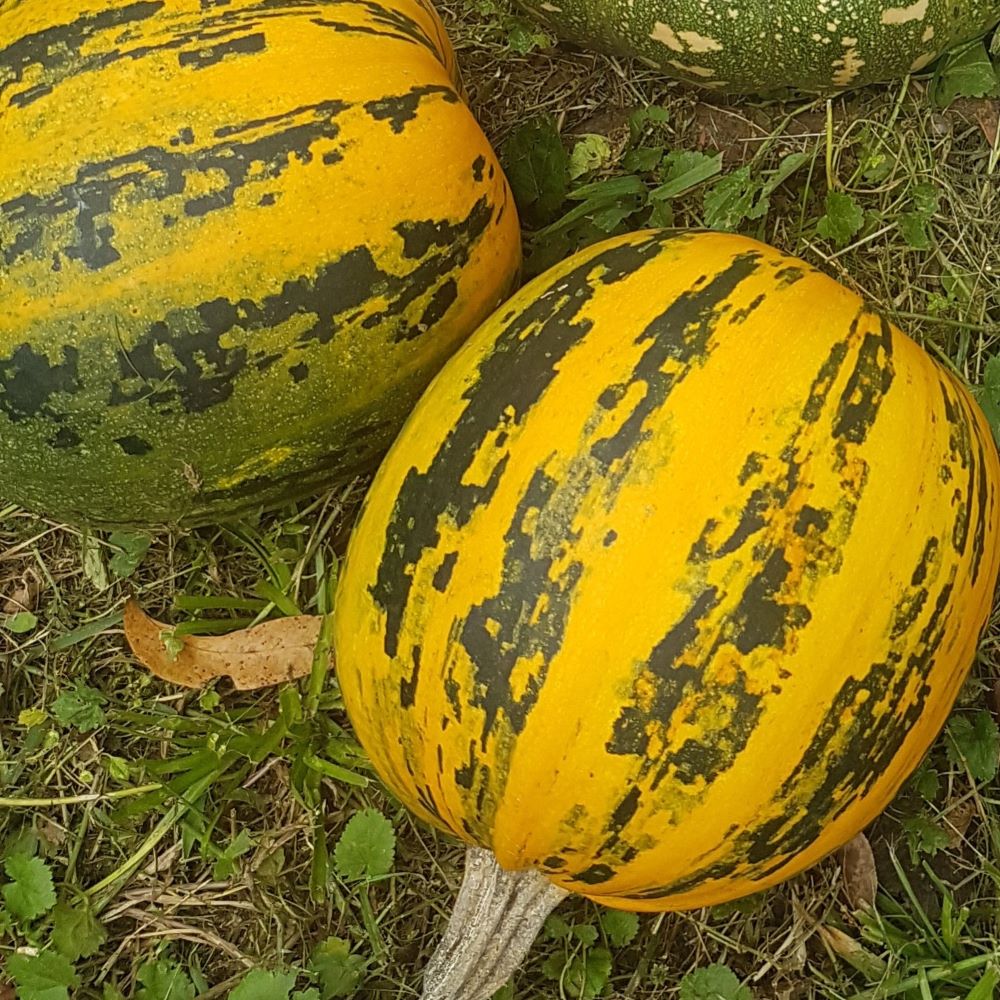 pumpkin 'kakai' (sonia)