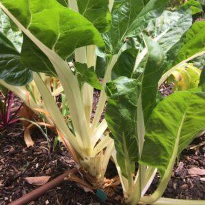 Silverbeet 'Fordhook Giant'
