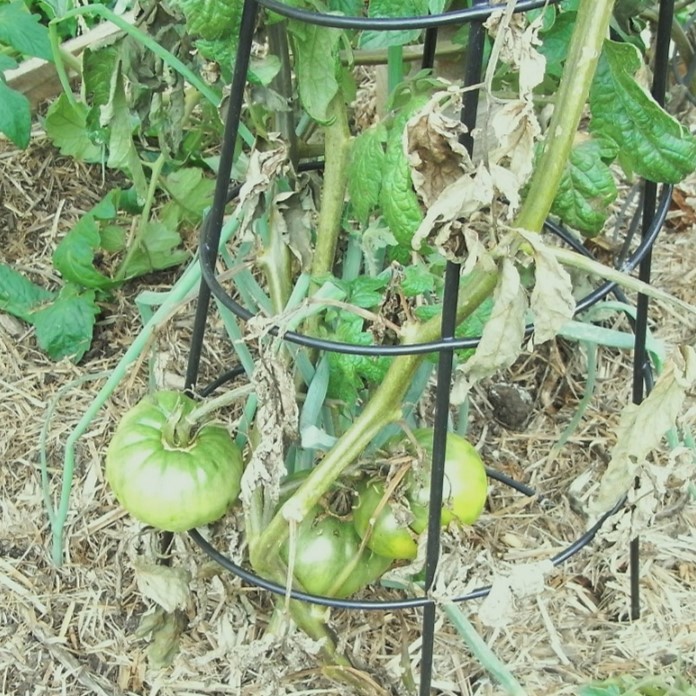 Tomato 'Evergreen'