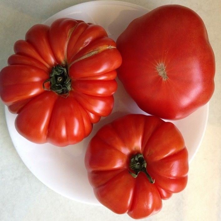 tomato oxheart red (annette)