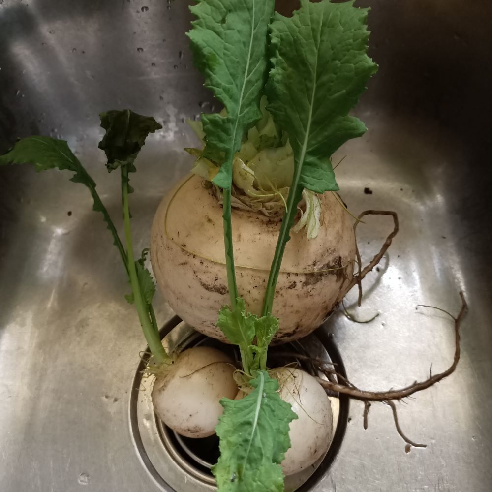 turnip snowball 2 picked young 1 mature (annette)